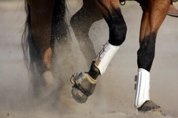 Horse Splint Boots Set Of 4 - Impact Protection For Equestrian Riding & Training