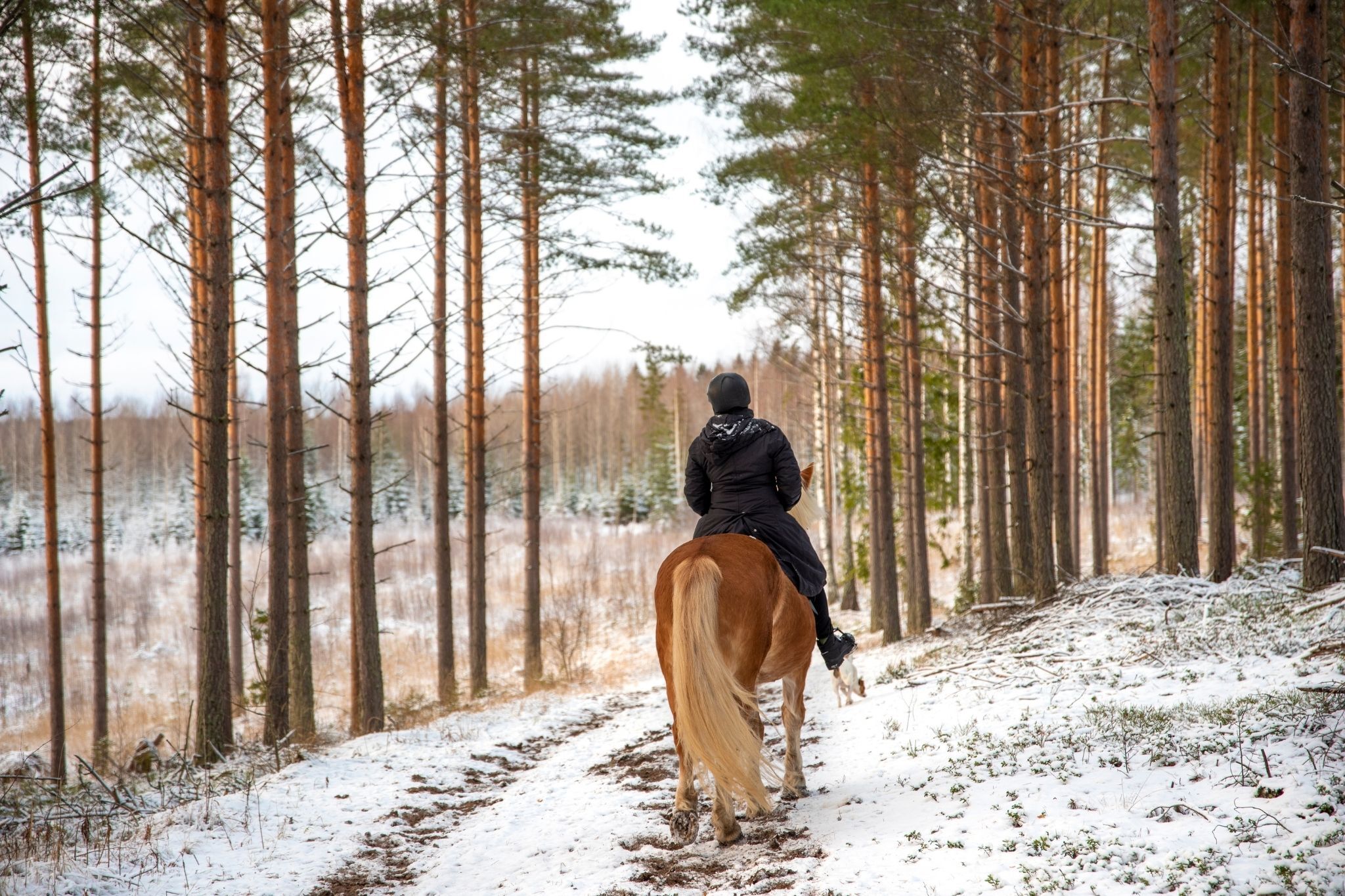 Chilled to the Bone: What's Too Cold to Ride Horses? - Horse Rookie