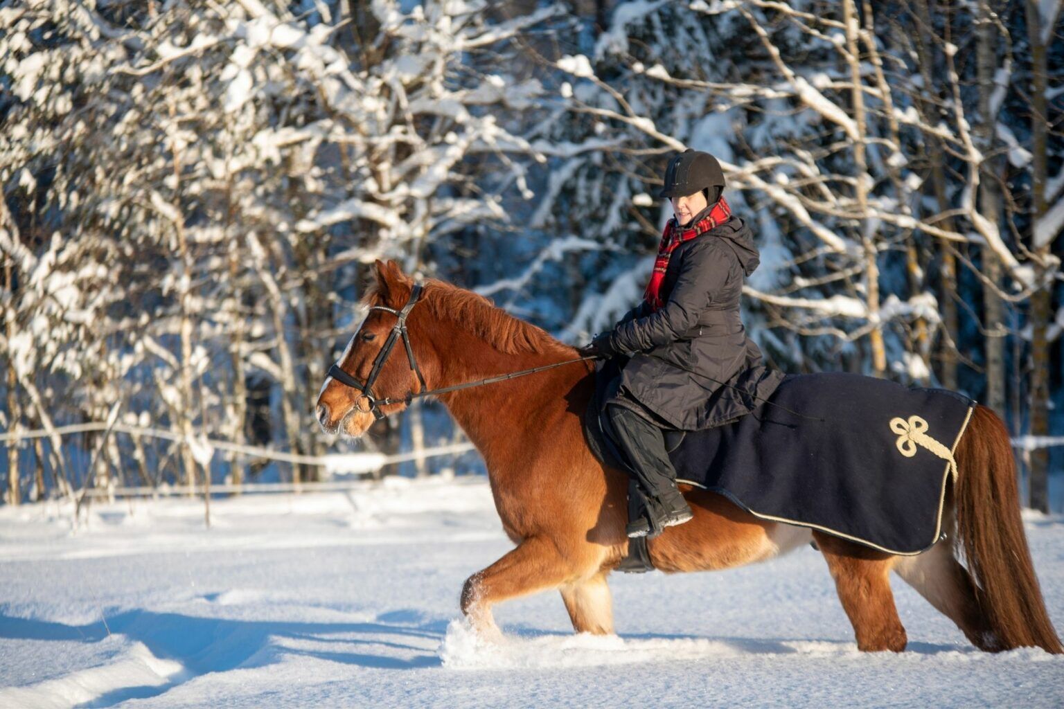 Chilled to the Bone: What's Too Cold to Ride Horses? - Horse Rookie