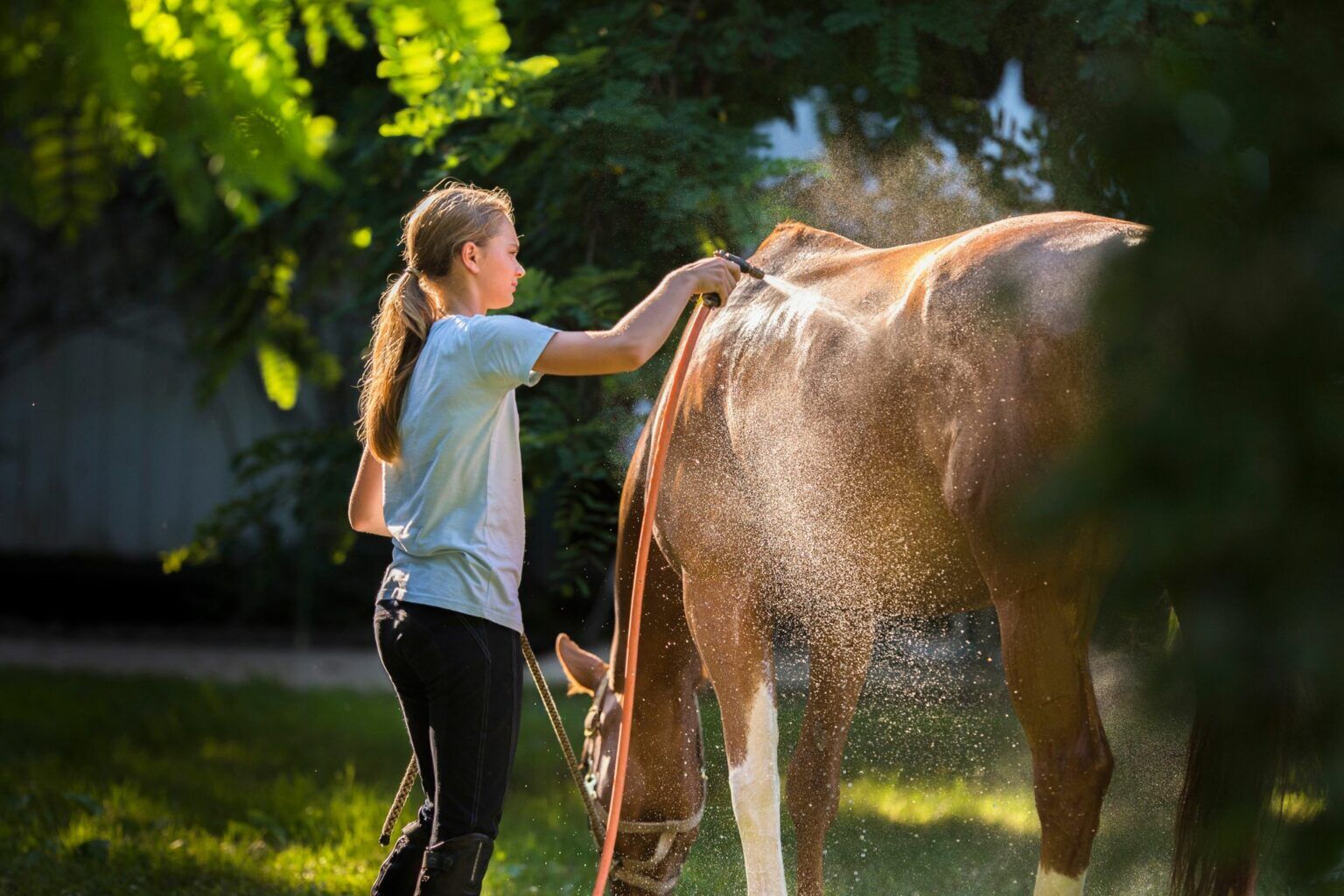 Horse Care for the Total Beginner - You CAN Do This! - Horse Rookie