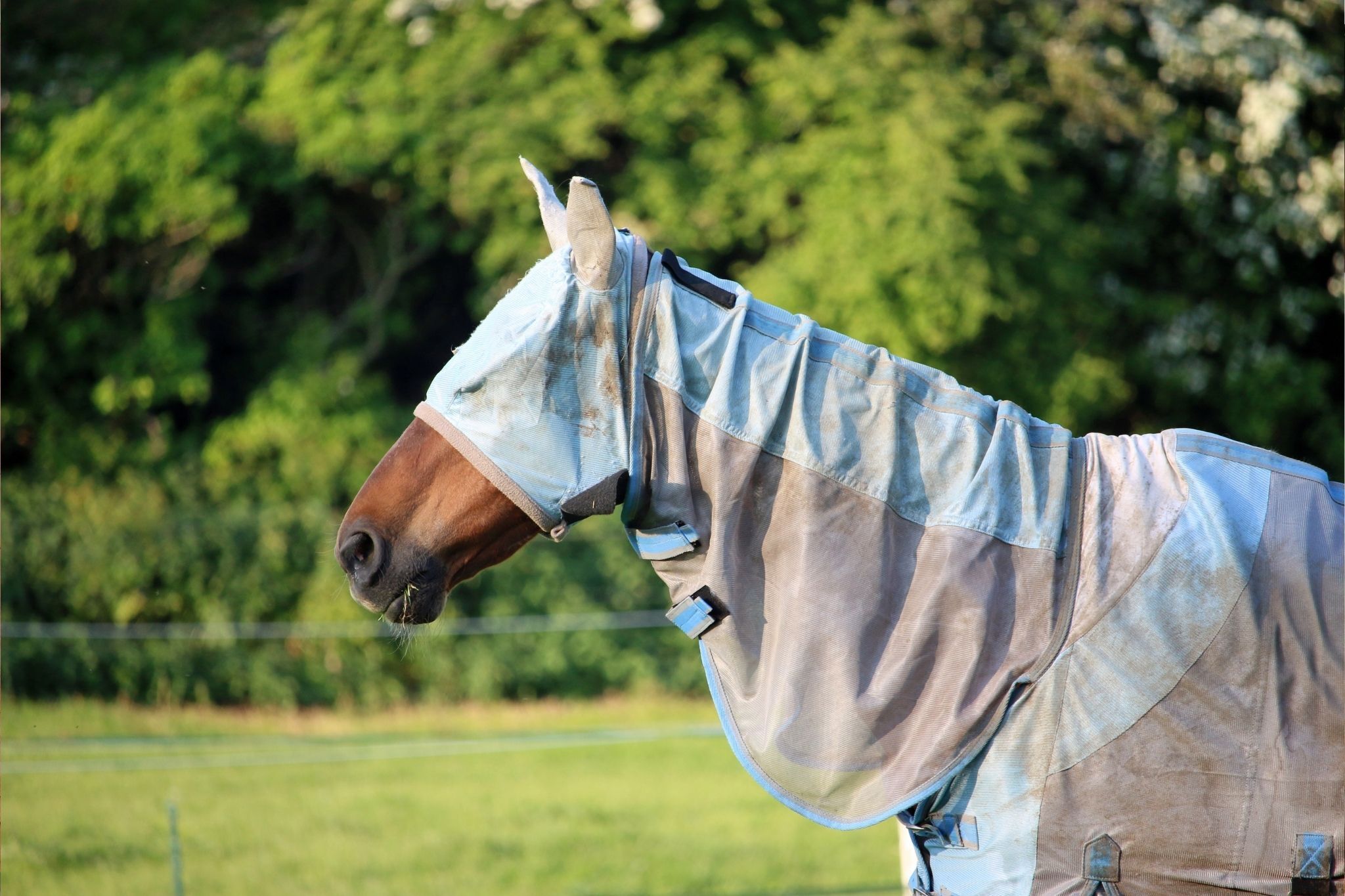 3 Best Sunscreens for Sensitive Horses Snoots - Horse Rookie