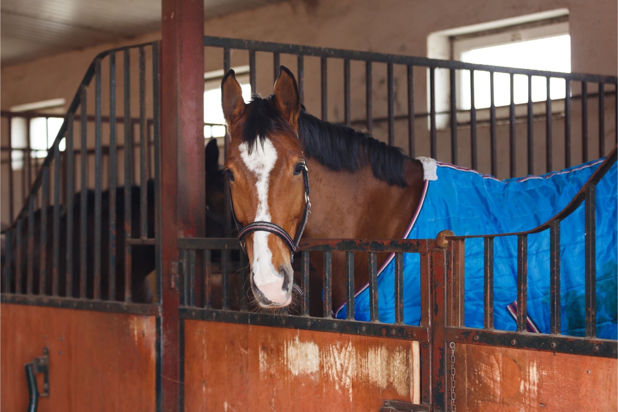 Horse Blanket Basics What's the Average Size? Horse Rookie