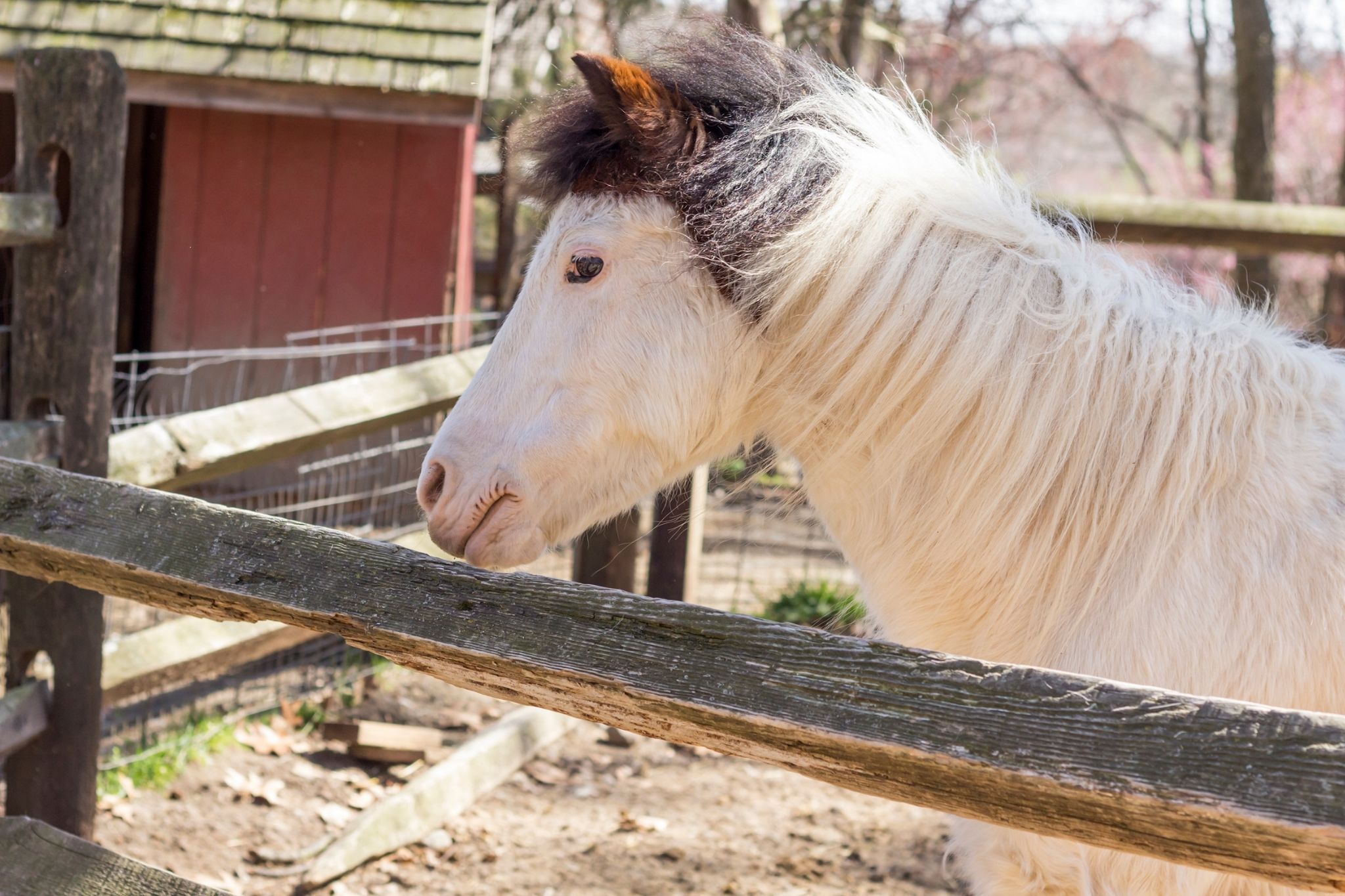 3 Best Sunscreens for Sensitive Horses Snoots - Horse Rookie