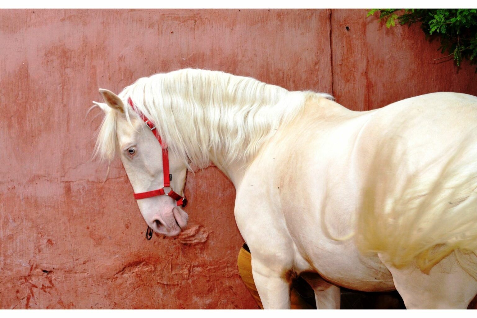 3 Best Sunscreens for Sensitive Horses Snoots - Horse Rookie