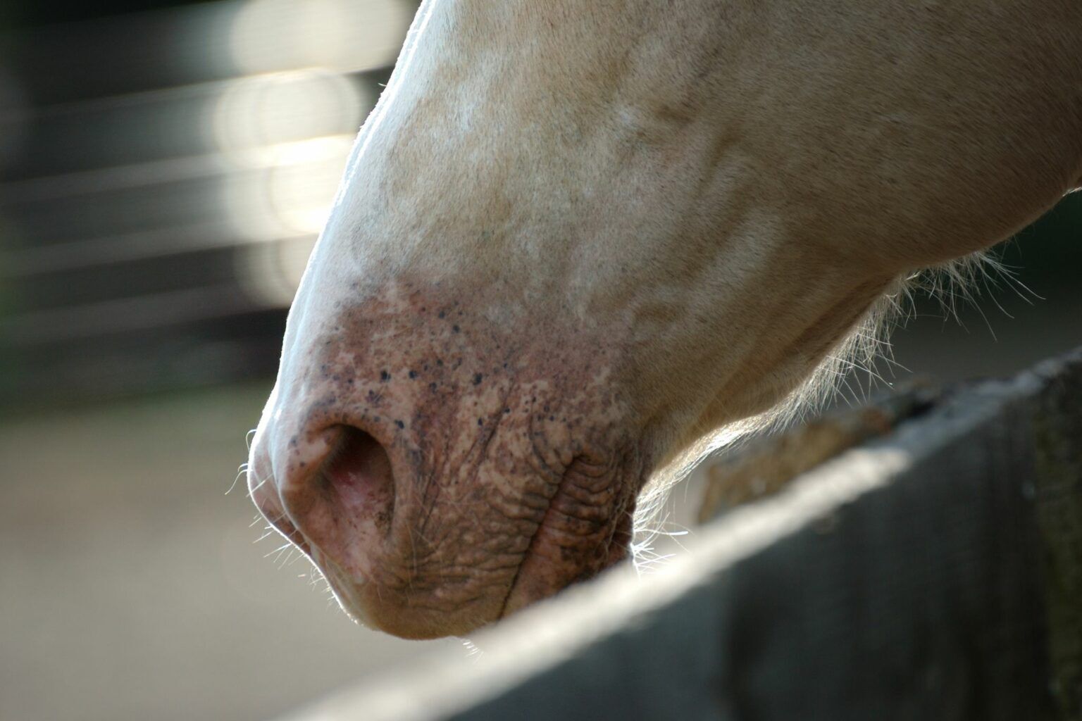 3 Best Sunscreens for Sensitive Horses Snoots - Horse Rookie