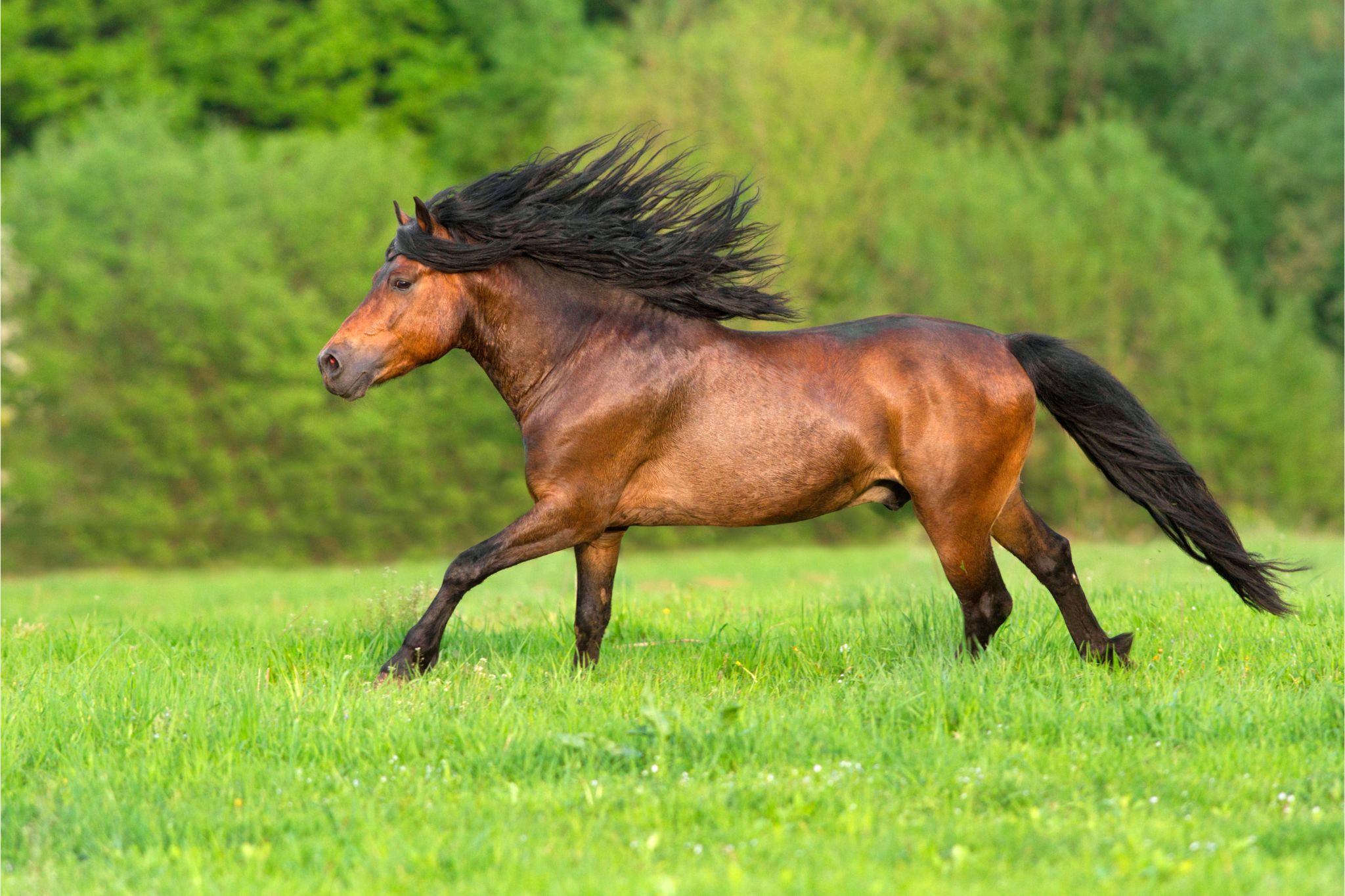 29 Horse Coat Color Variations (Beginner Photo Guide) - Horse Rookie