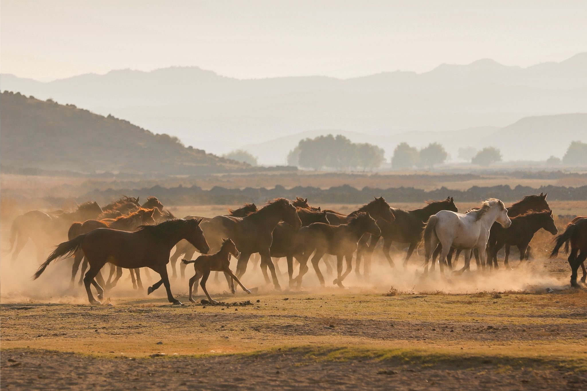 Breeding Basics: Understanding the Equine Pedigree - Horse Rookie