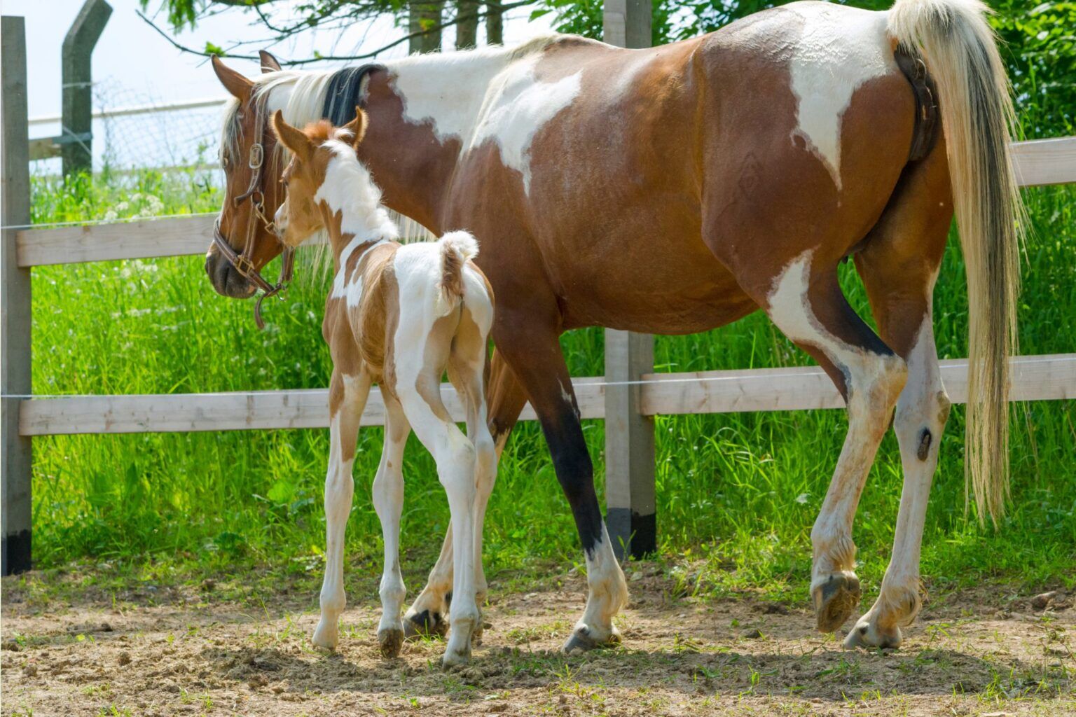 Bundles of Joy How Much Do Newborn Horses Weigh? Horse Rookie