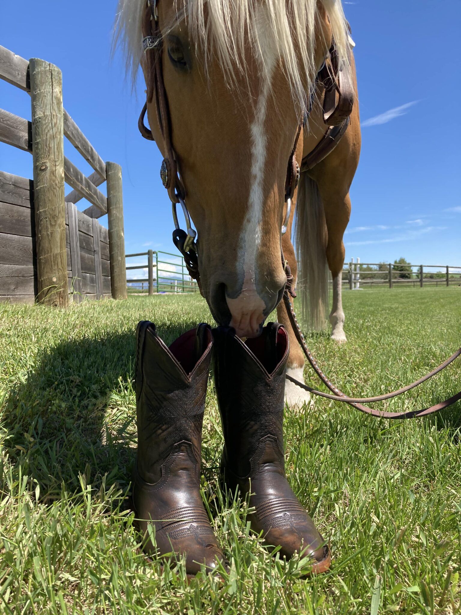 Lone Star Exemplar: Chisos Handmade Cowboy Boot Review - Horse Rookie