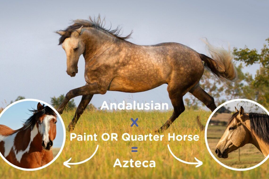 Breed Profile: Meet the Mexican & American Azteca Horse - Horse Rookie