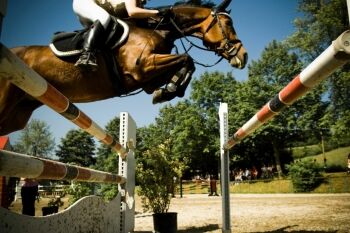 11 High-Tech Equine Wearables to Revolutionize Your Ride  display picture 1