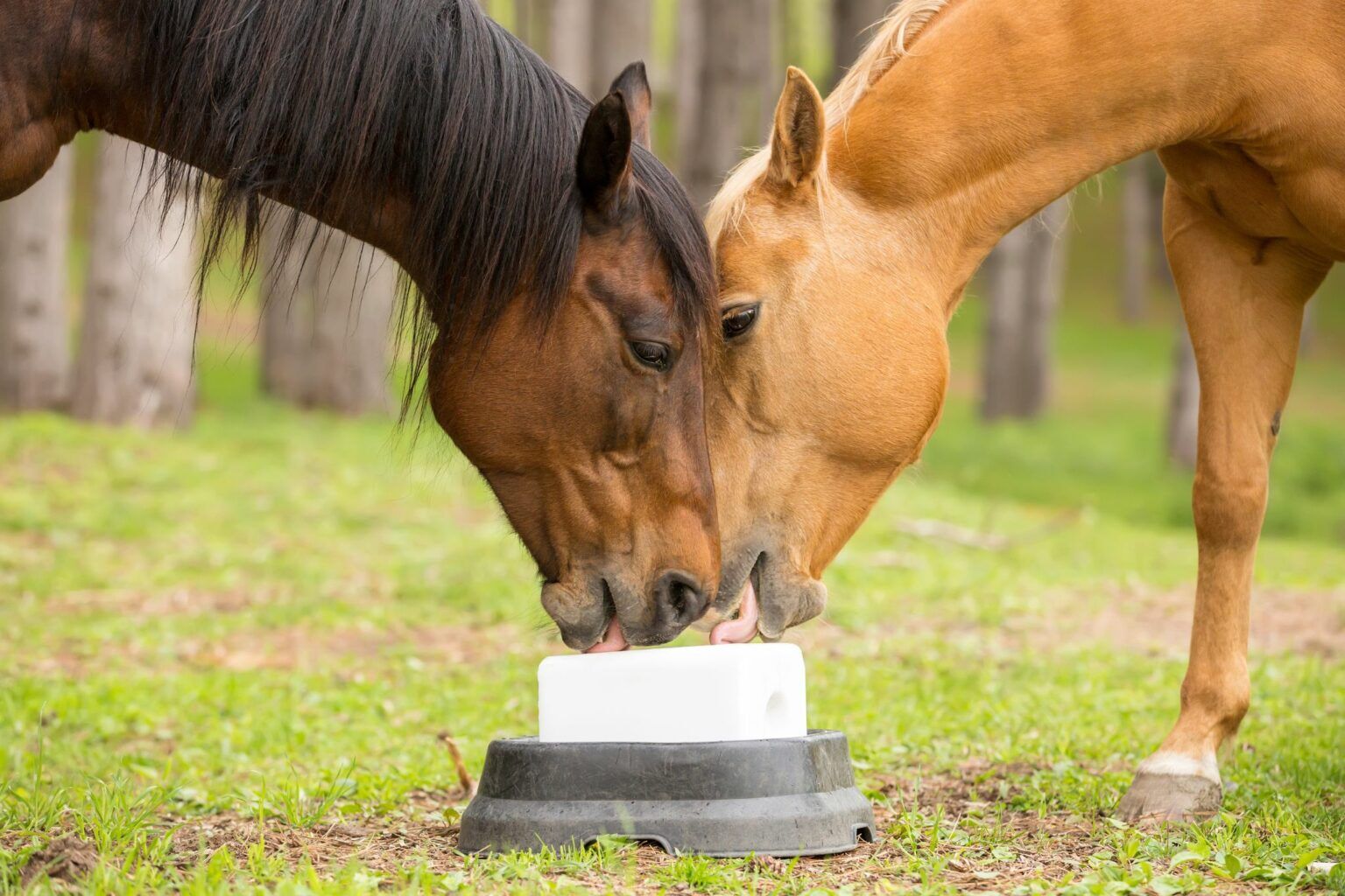 A Pinch or a Pound? How to Feed Loose Salt to Horses Horse Rookie
