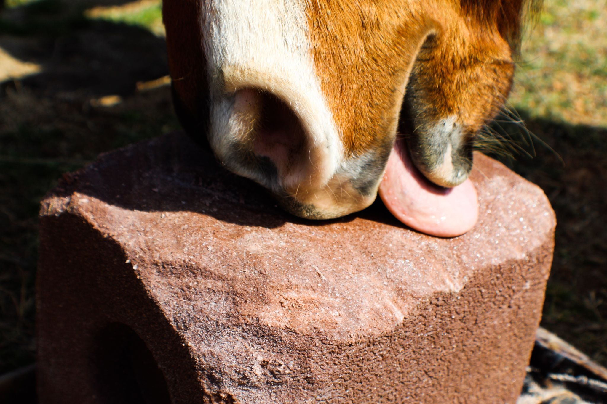 Horse Mineral Management What's the Best Block to Feed? Horse Rookie