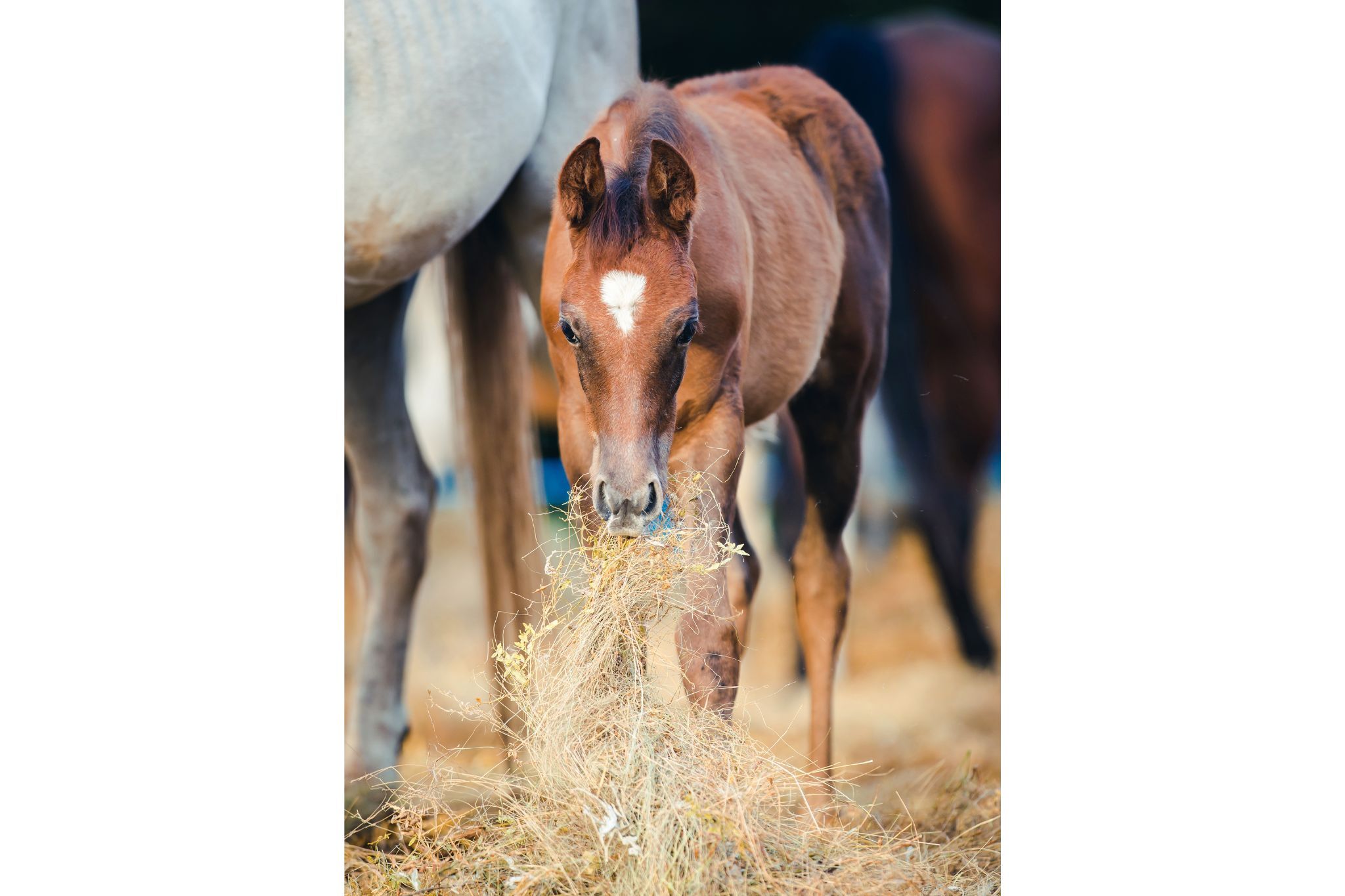 New Baby Nutrition: Best Feed for Healthy Foals - Horse Rookie - Non Violent Horse Training To Prevent Grass Eating