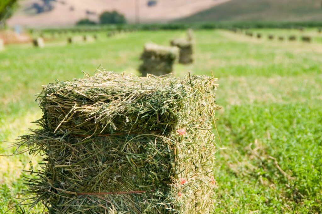 Alfalfa Cubes vs. Pellets: What's Best for Your Horse? - Horse Rookie