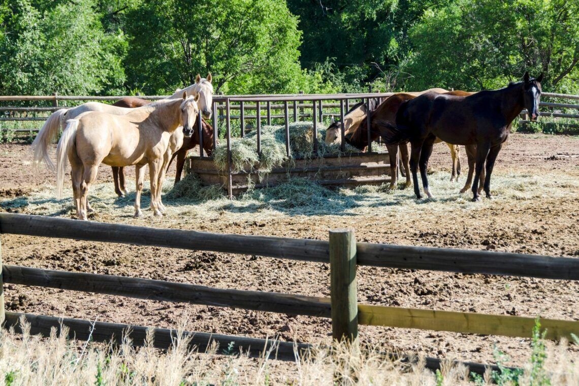 Stable Sense: Horse Barn Terminology for Rookies - Horse Rookie
