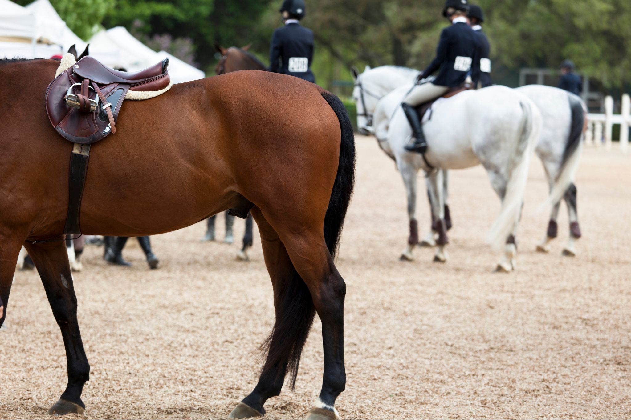 Rest & Recover: What To Expect After Horse Hock Injections - Horse Rookie