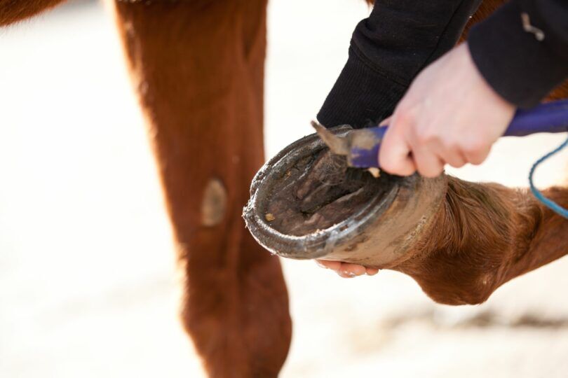picking out a horse's hoof