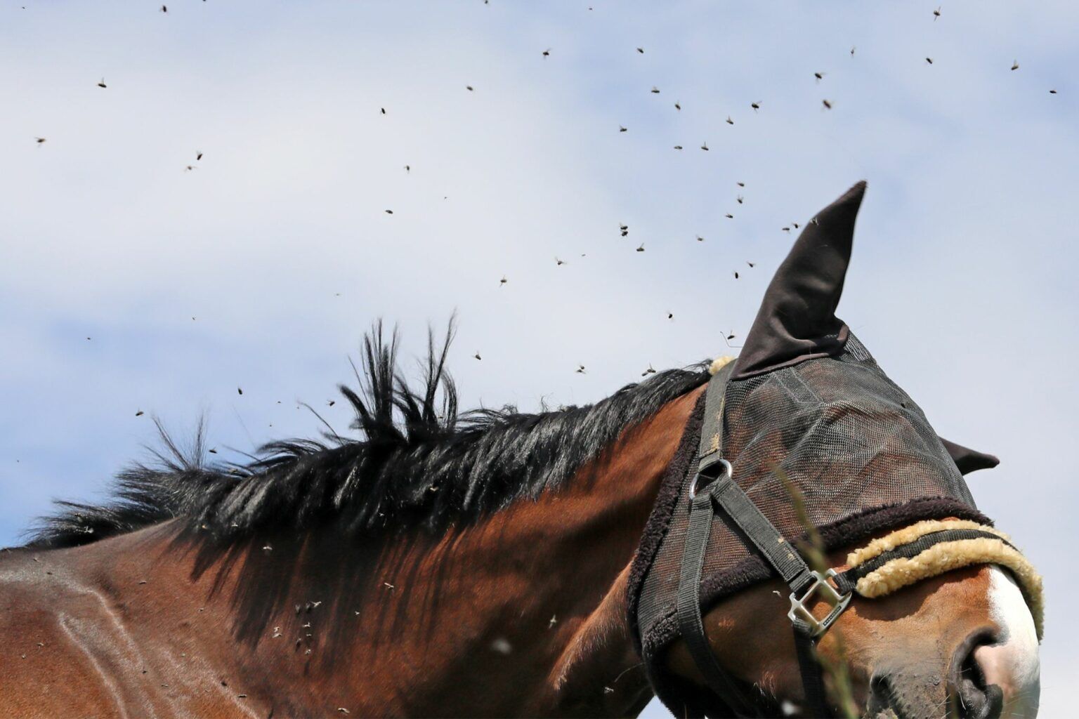 Swat to Trot: What You Need to Know About Horse Flies - Horse Rookie