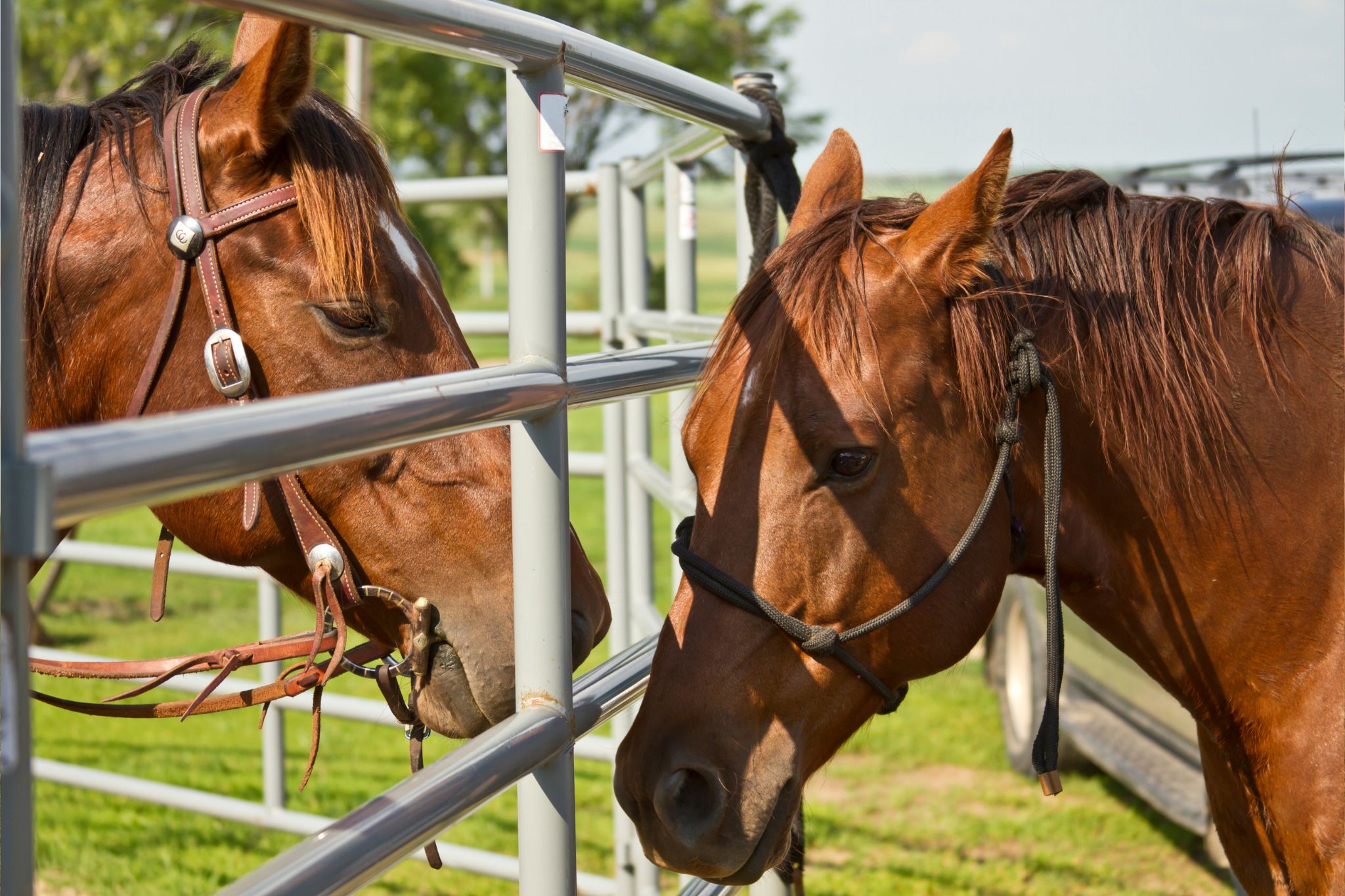 Buddy Rour How to Sweeten the Deal for Buddy Sour Horses - Horse Rookie