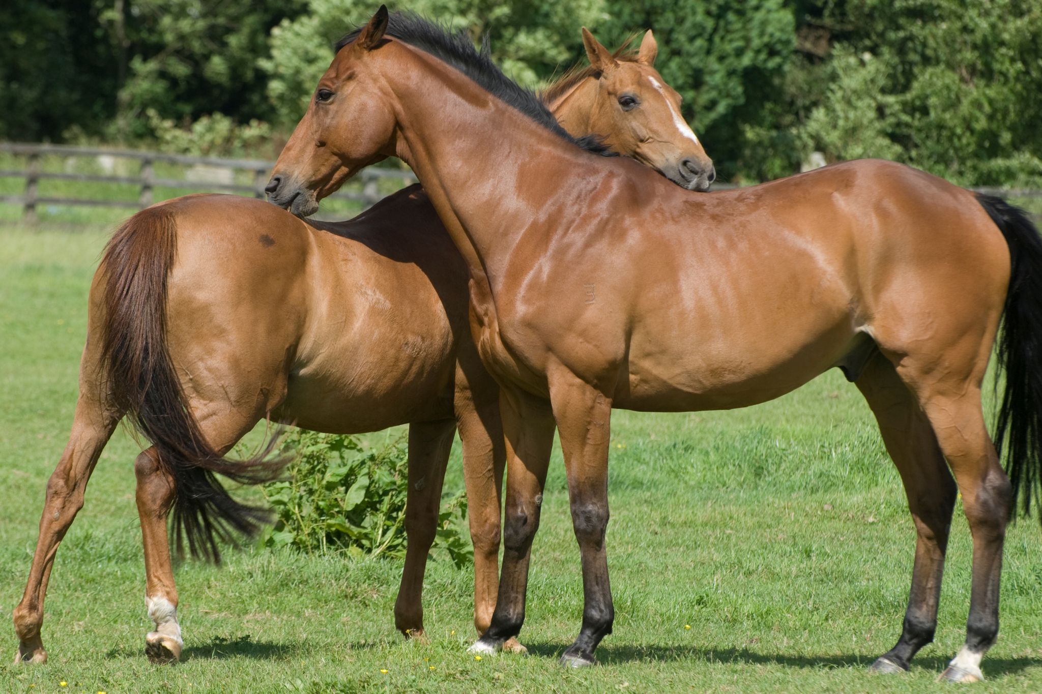 Buddy Rour How to Sweeten the Deal for Buddy Sour Horses - Horse Rookie