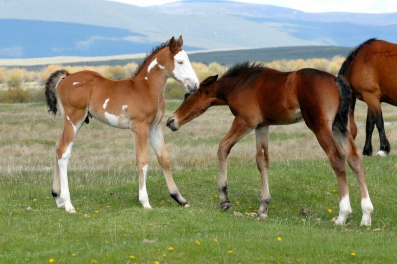 two foals playing