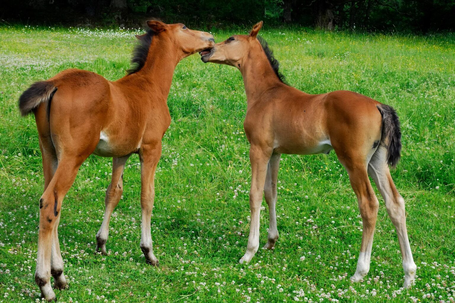 all-about-baby-horses-gestation-terms-fun-facts-horse-rookie