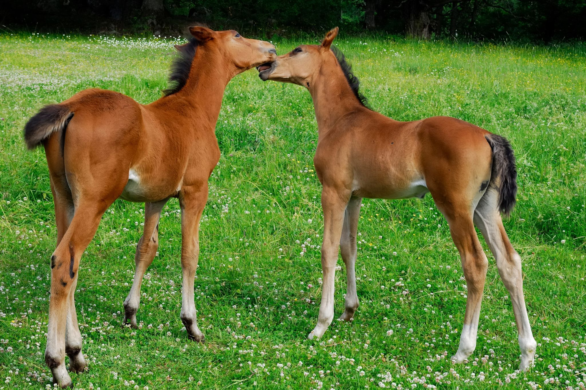 All About Baby Horses (Gestation, Terms, Fun Facts) Horse Rookie