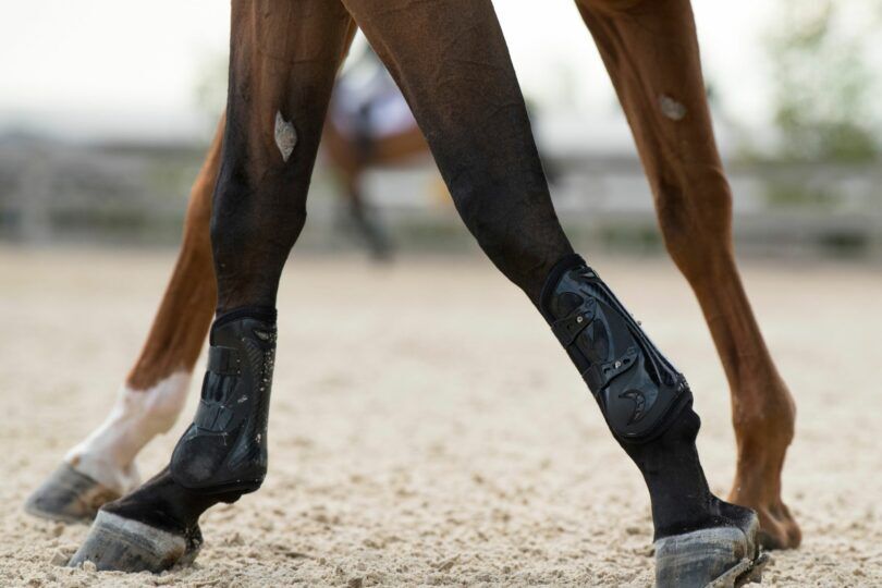 Horse legs walking chestnut visible