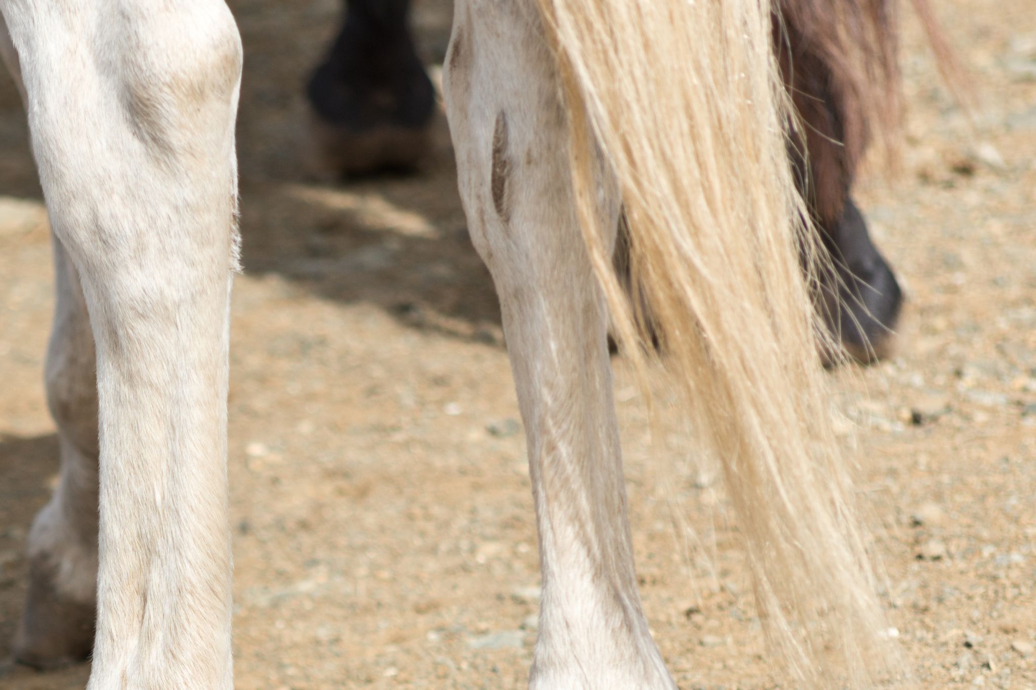Lumps & Baffling Bumps: What's a Horse Chestnut? - Horse Rookie
