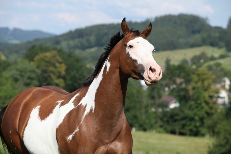 bay paint overo horse