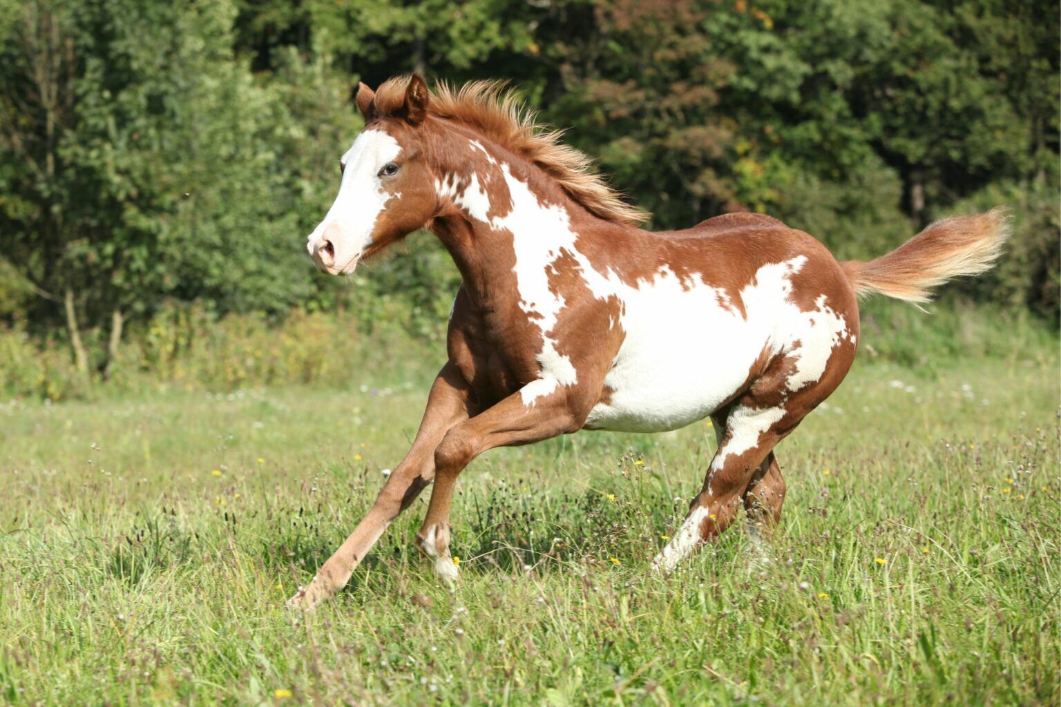 Breed Profile: The Colorful World of the Paint Horse - Horse Rookie