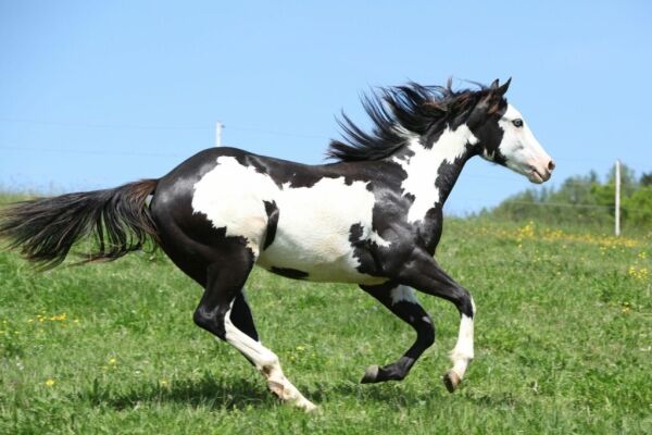 Breed Profile: The Colorful World of the Paint Horse - Horse Rookie