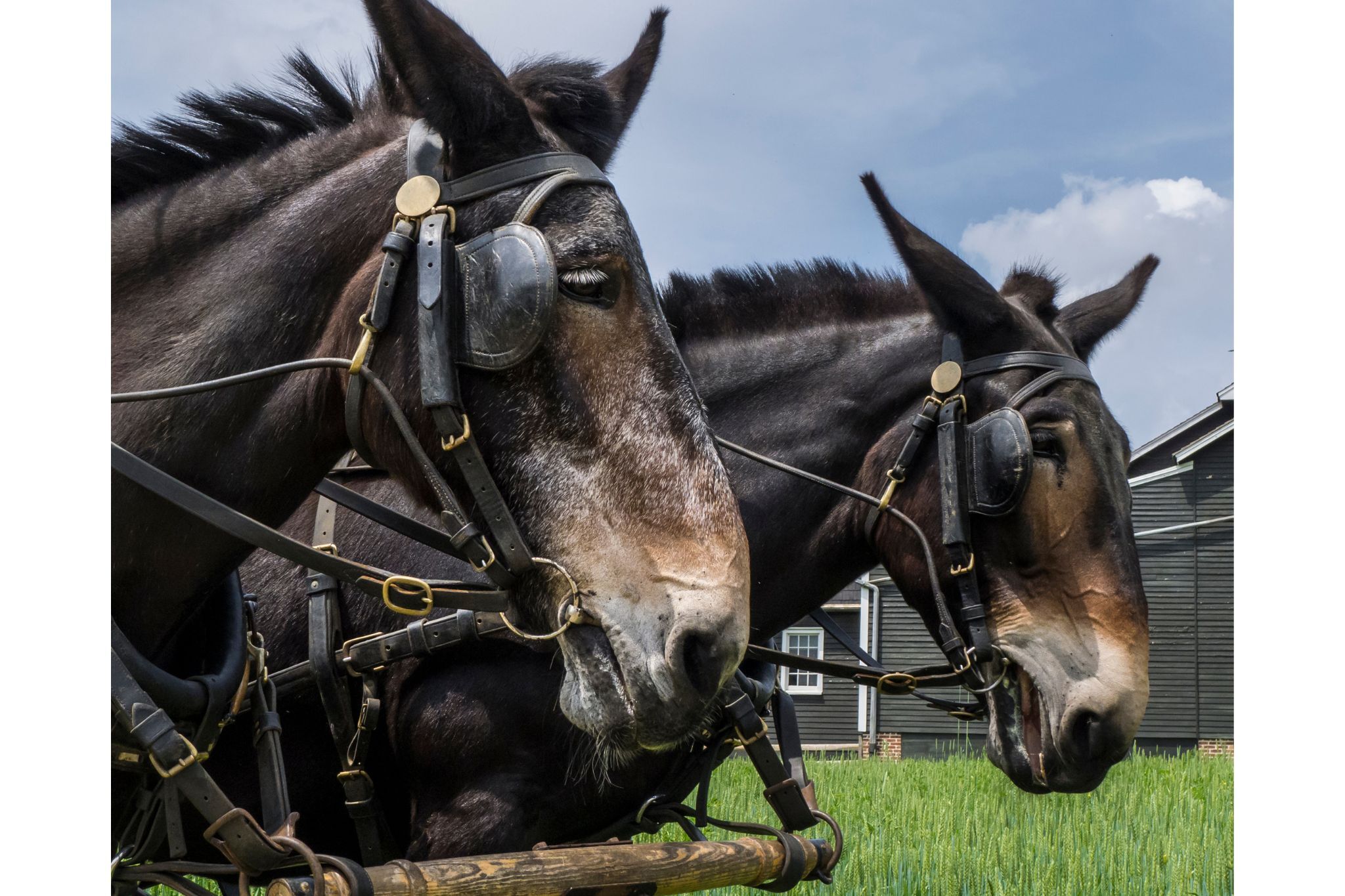 The Mighty Mule: Strong, Surefooted and SO Clever - Horse Rookie