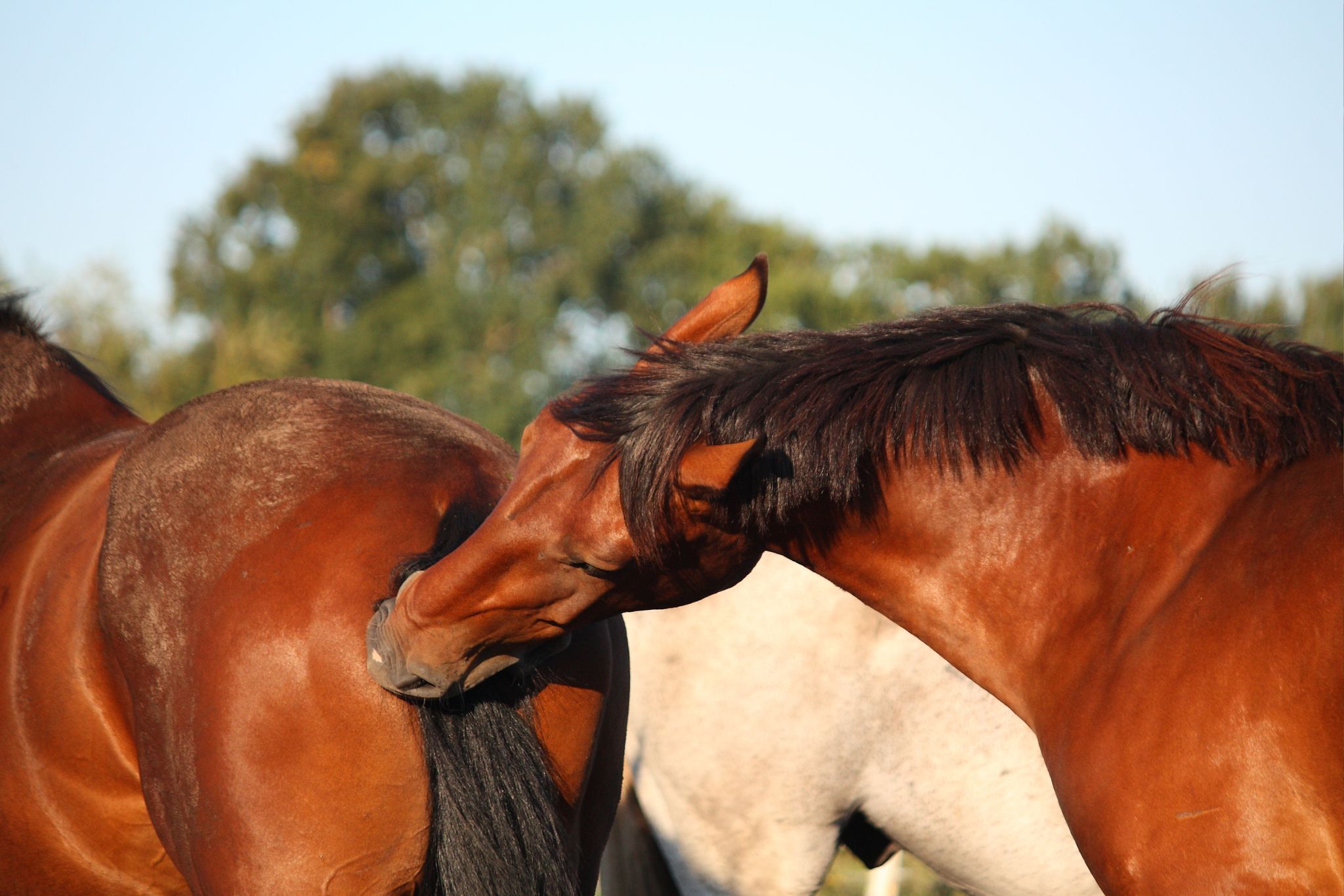 Speaking Horse: Translating Equine Vocalizations - Horse Rookie