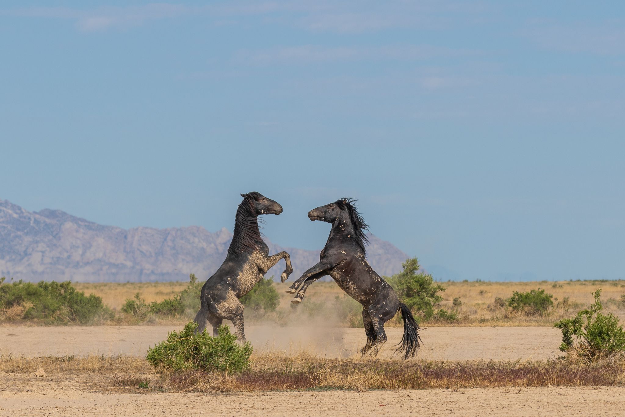 Speaking Horse: Translating Equine Vocalizations - Horse Rookie