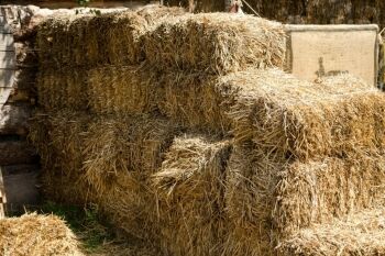 Hay Bale Facts and Figures (Sizes, Types, Costs) - Horse Rookie