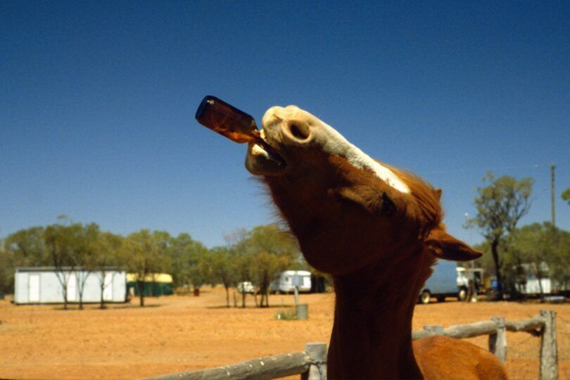 horse with beer bottle