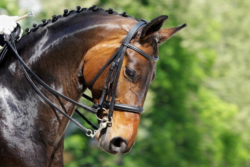 dressage horse with braids and sweaty neck
