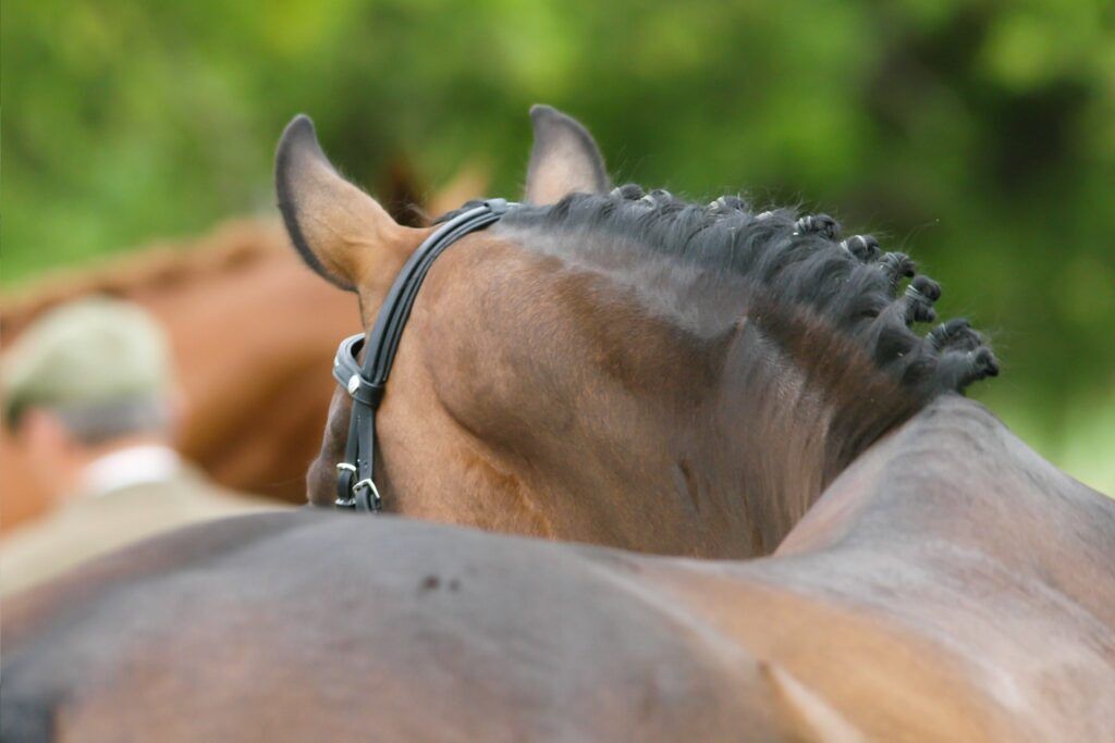 Horse Mane Braiding Demystified (Tools, Types, FAQs) - Horse Rookie