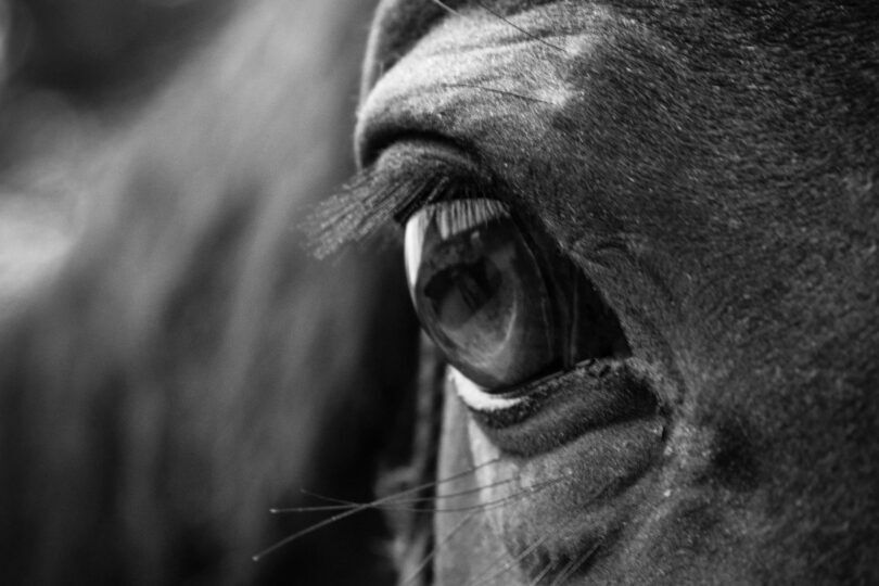 close up of horse eye in black and white