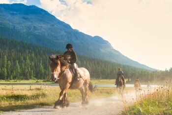 Equine Odometers How Far Can Horses Travel in a Day Horse Rookie