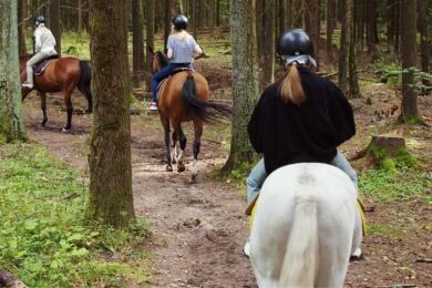 Equine Odometers How Far Can Horses Travel in a Day Horse Rookie