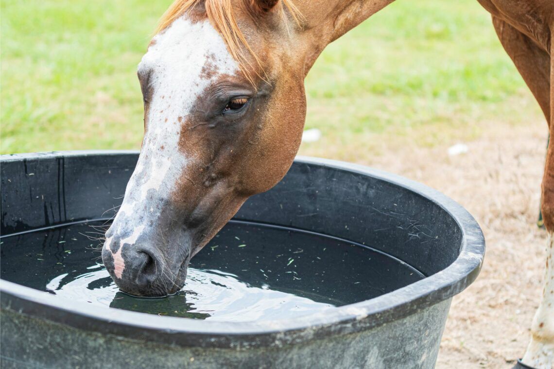 3 Best Water Buckets for Horses (Stall, Heated, Travel) Horse Rookie
