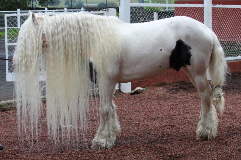 horse with very long mane