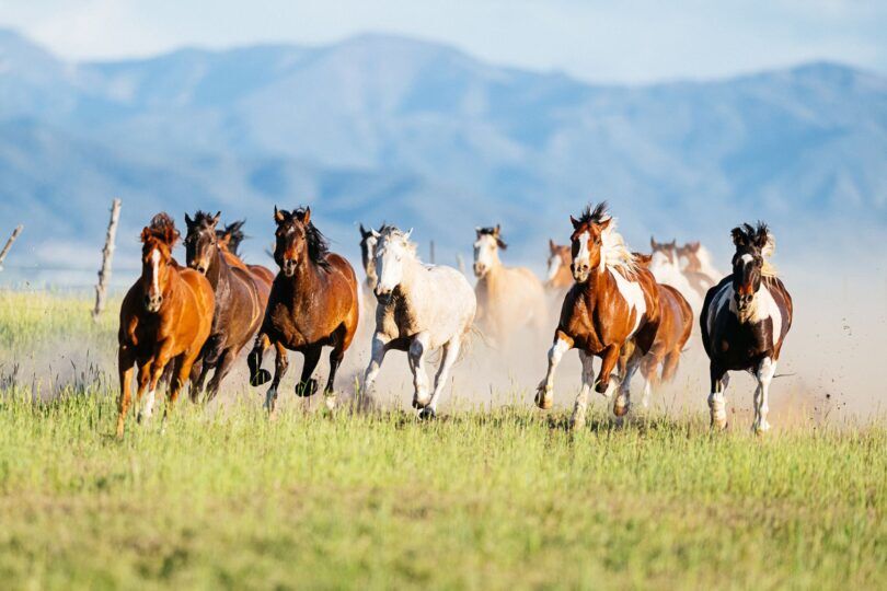 herd of mustang horses