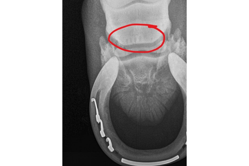 Button Sign Navicular Rookie Real Life: A Pre Purchase Exam Case Study - Horse Rookie