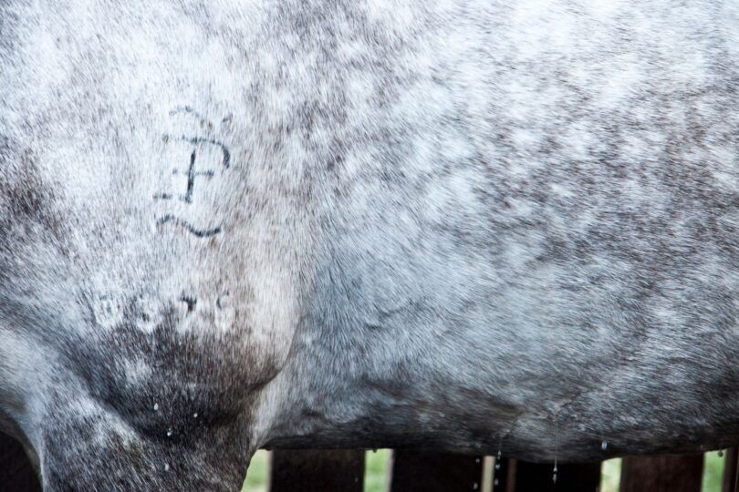 dapple gray horse with brand