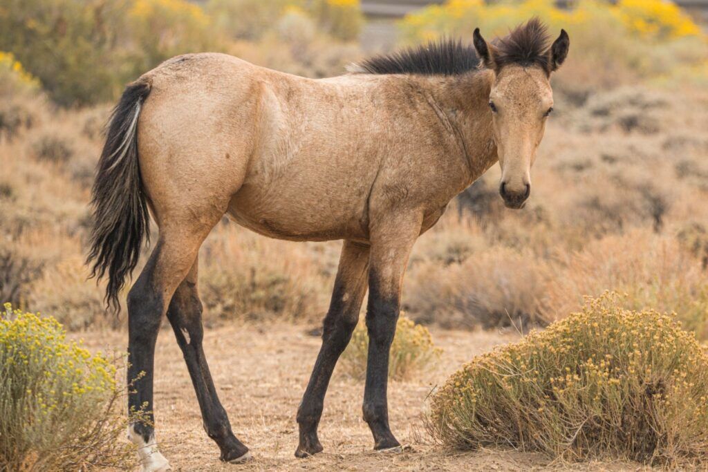 Feral to Finished: Training the Wild Mustang - Horse Rookie