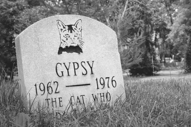 bury barn cat